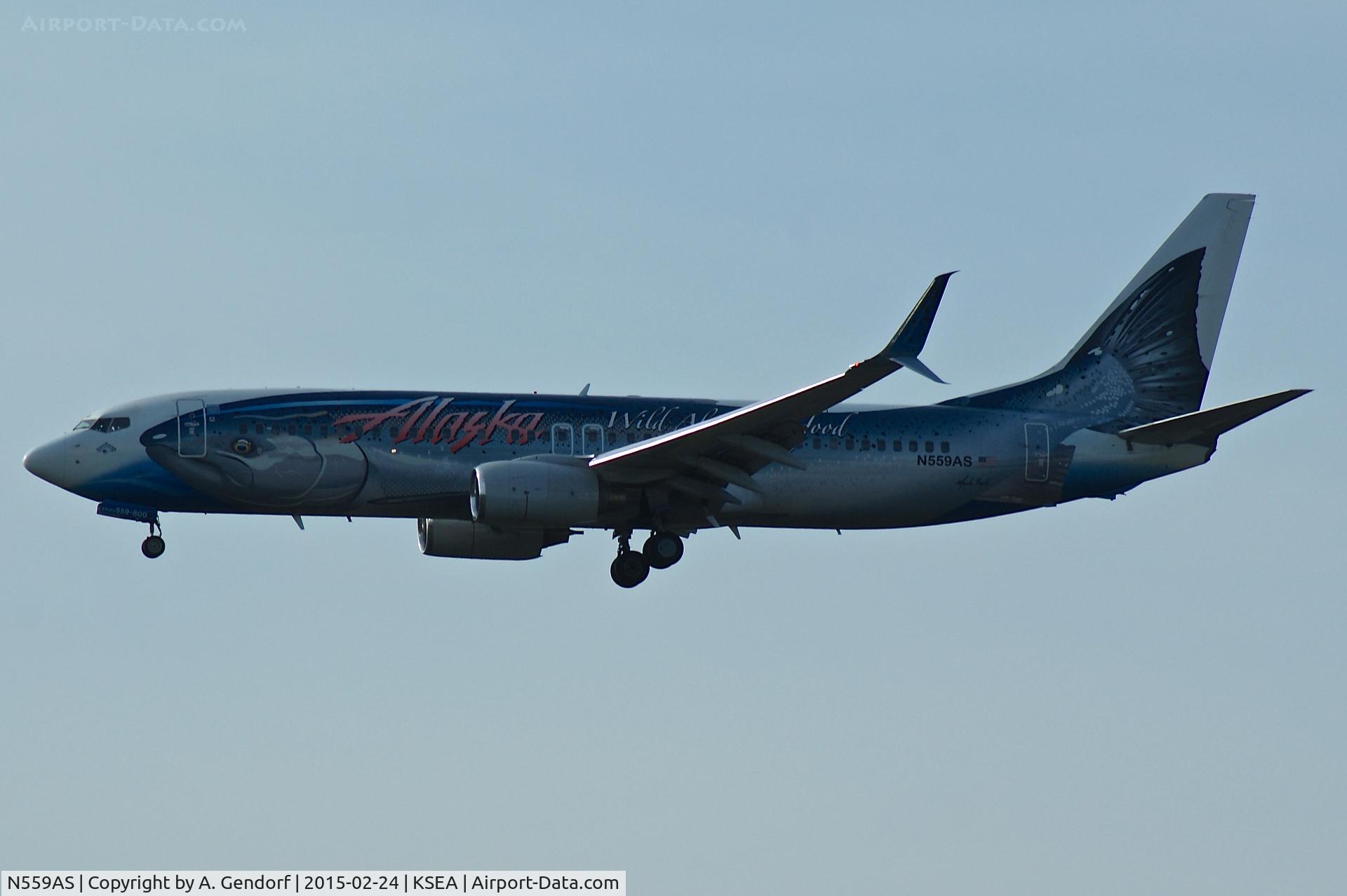 N559AS, 2006 Boeing 737-890 C/N 35178, Alaska Airlines, Wild Alaska Seafood cs., is here on short finals RWY 16C at Seattle-Tacoma Int'l(KSEA)