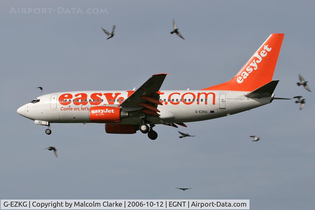 G-EZKG, 2004 Boeing 737-73V C/N 32428, Boeing 737-73V on approach to 25 at Newcastle Airport, October 12th 2006. Fortunately, the birds were not that close!