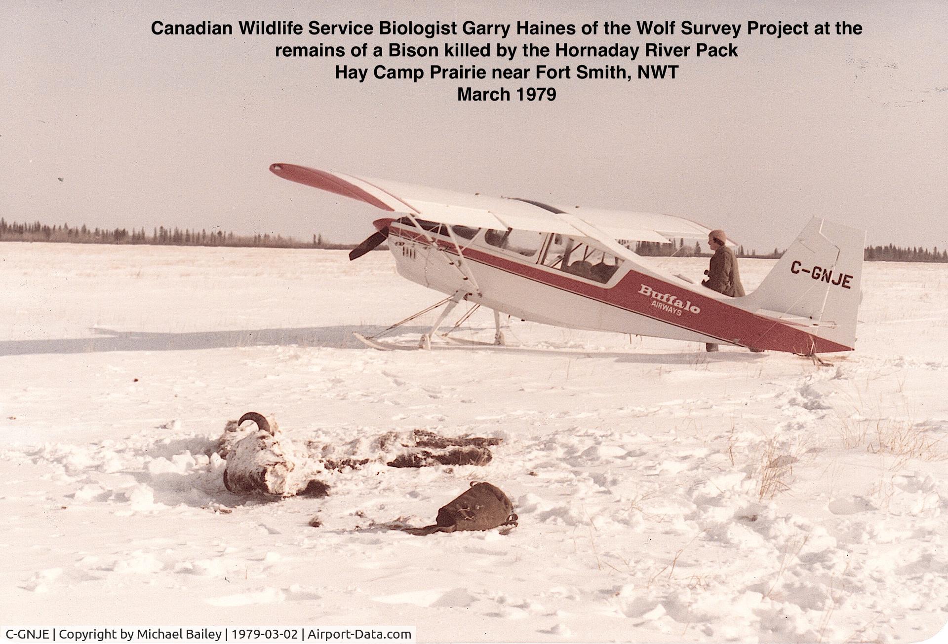 C-GNJE, 1977 Bellanca 8GCBC C/N 246-77, This Photo was taken during survey work for  the Canadian Wildlife Service who were studying Wolf Packs in Wood Buffalo National Park