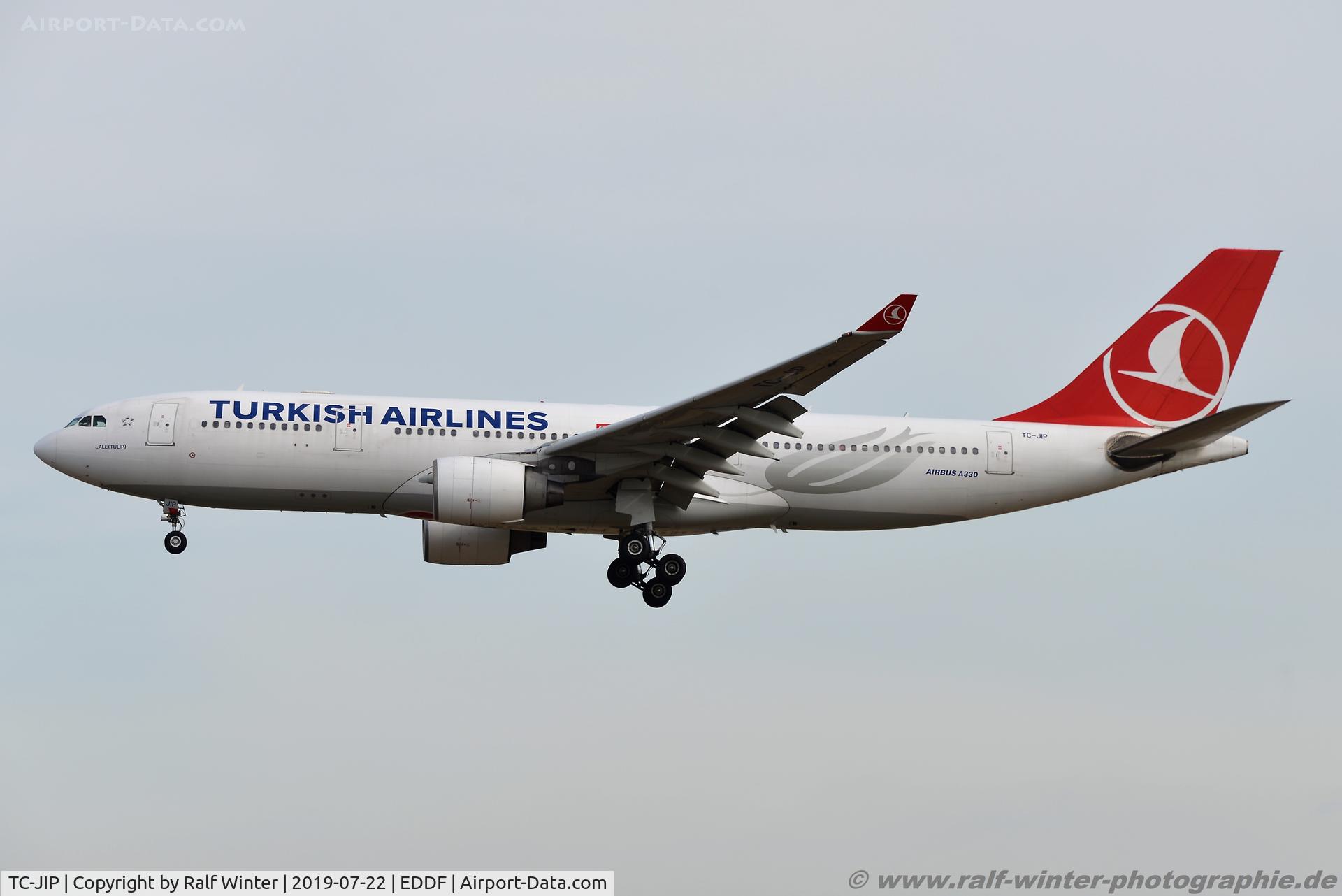 TC-JIP, 2007 Airbus A330-223 C/N 876, Airbus A330-223 - TK THY Turkish Airlines 'Lale Tulip' - 876 - TC-JIP - 22.07.2019 - FRA