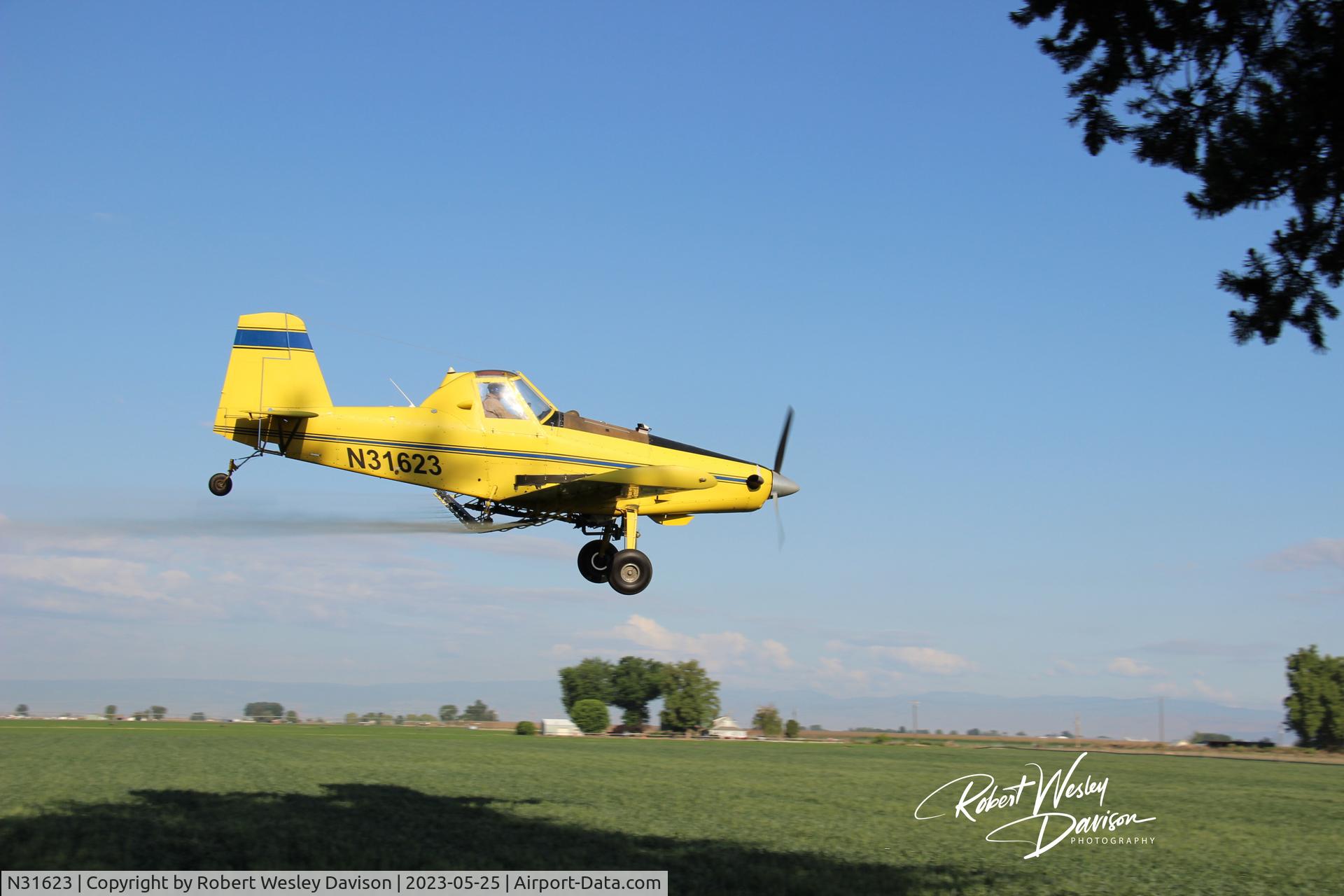 N31623, 1983 Air Tractor Inc AT-301 C/N 301-0522, N31623 spraying a wheat field south of Toppenish, Wa  5-28-23