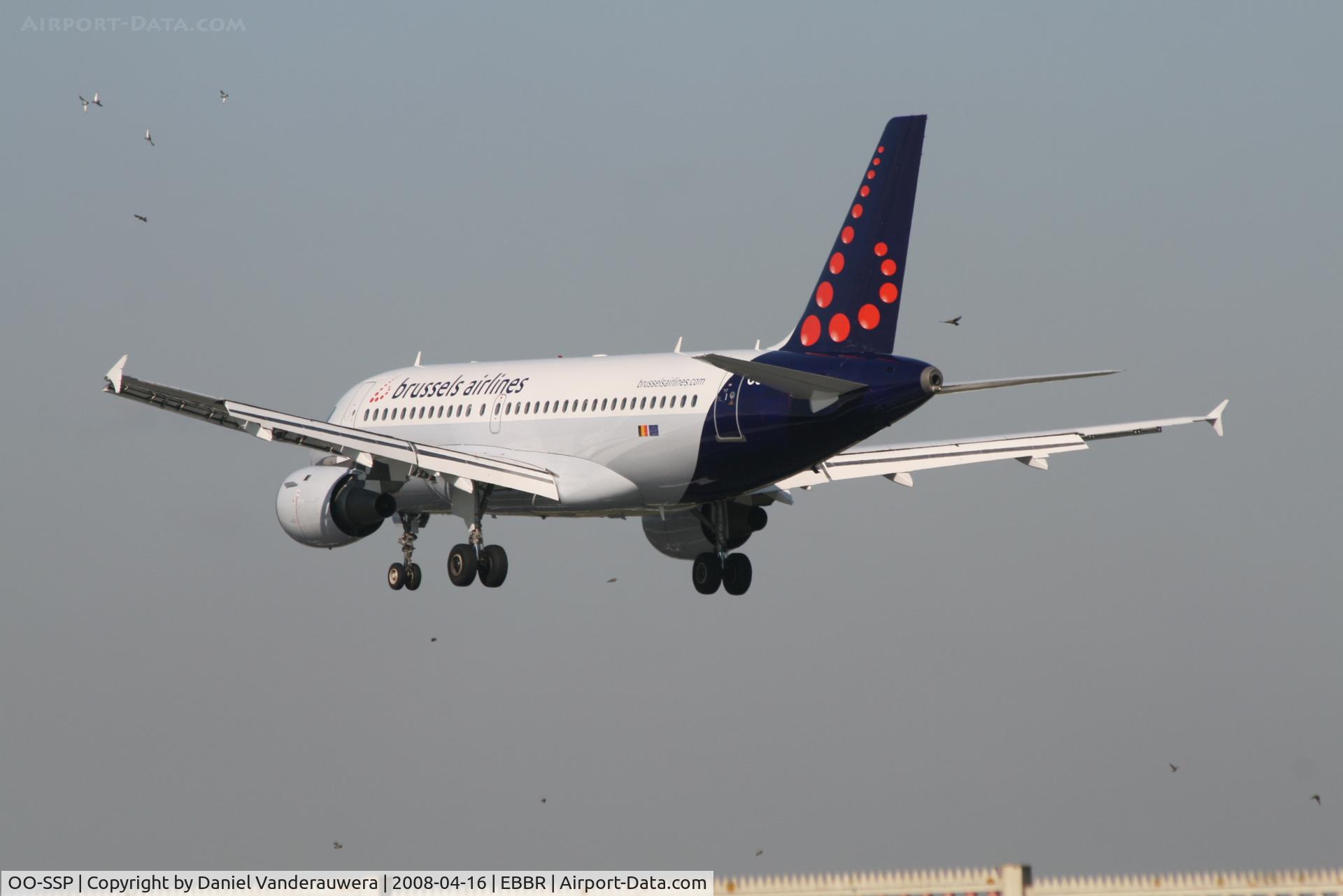 OO-SSP, 1996 Airbus A319-113 C/N 644, birds - birds - birds : arrival of flight SN3200 on rwy 25L