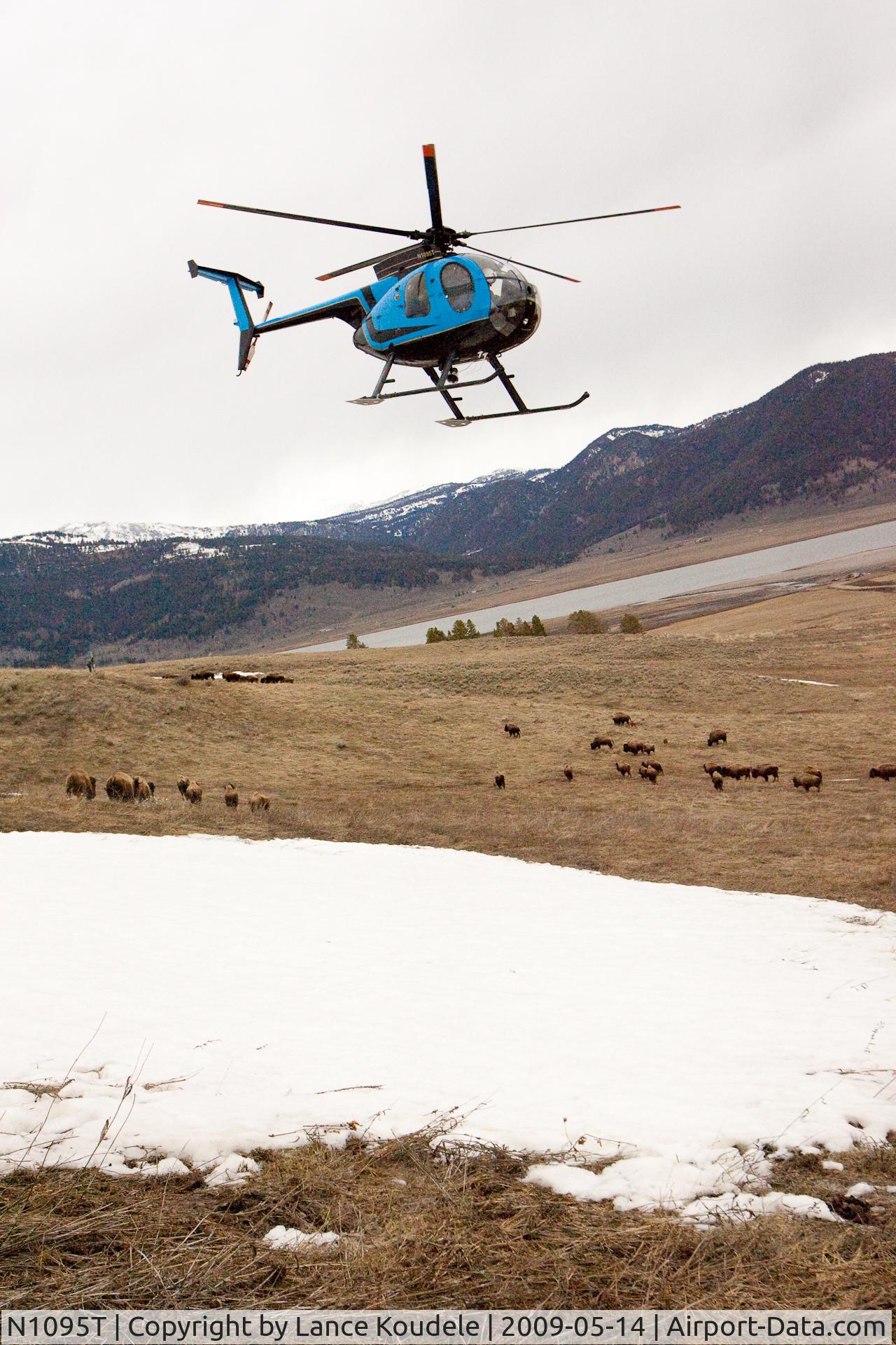 N1095T, 1980 Hughes 369D C/N 800769D, State of Montana harassing buffalo over private property