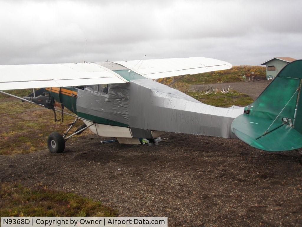 N9368D, 1958 Piper PA-18A 150 Super Cub C/N 18-6633, Piper vs Bear in Alaska - Piper Wins!
