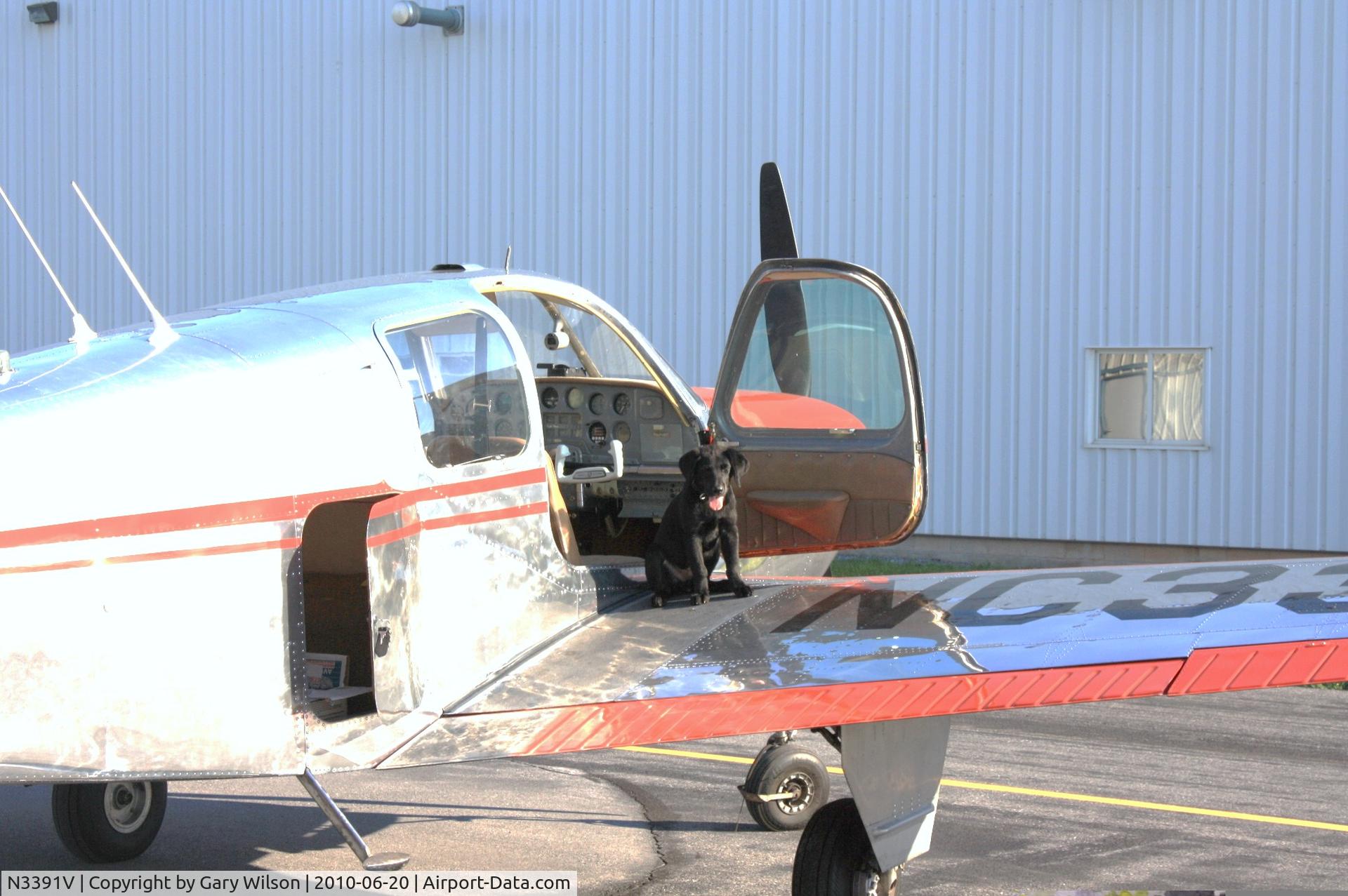 N3391V, 1947 Beech 35 Bonanza C/N D-865, Dogs first ride, his name is Rabbi