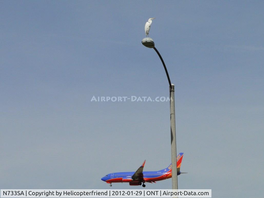 N733SA, 1999 Boeing 737-7H4 C/N 27865, This Egret had landed on the street light on the southside of runway 26's approach. Was perched on one leg when attention to inbound aircraft caused it to lower it's foot