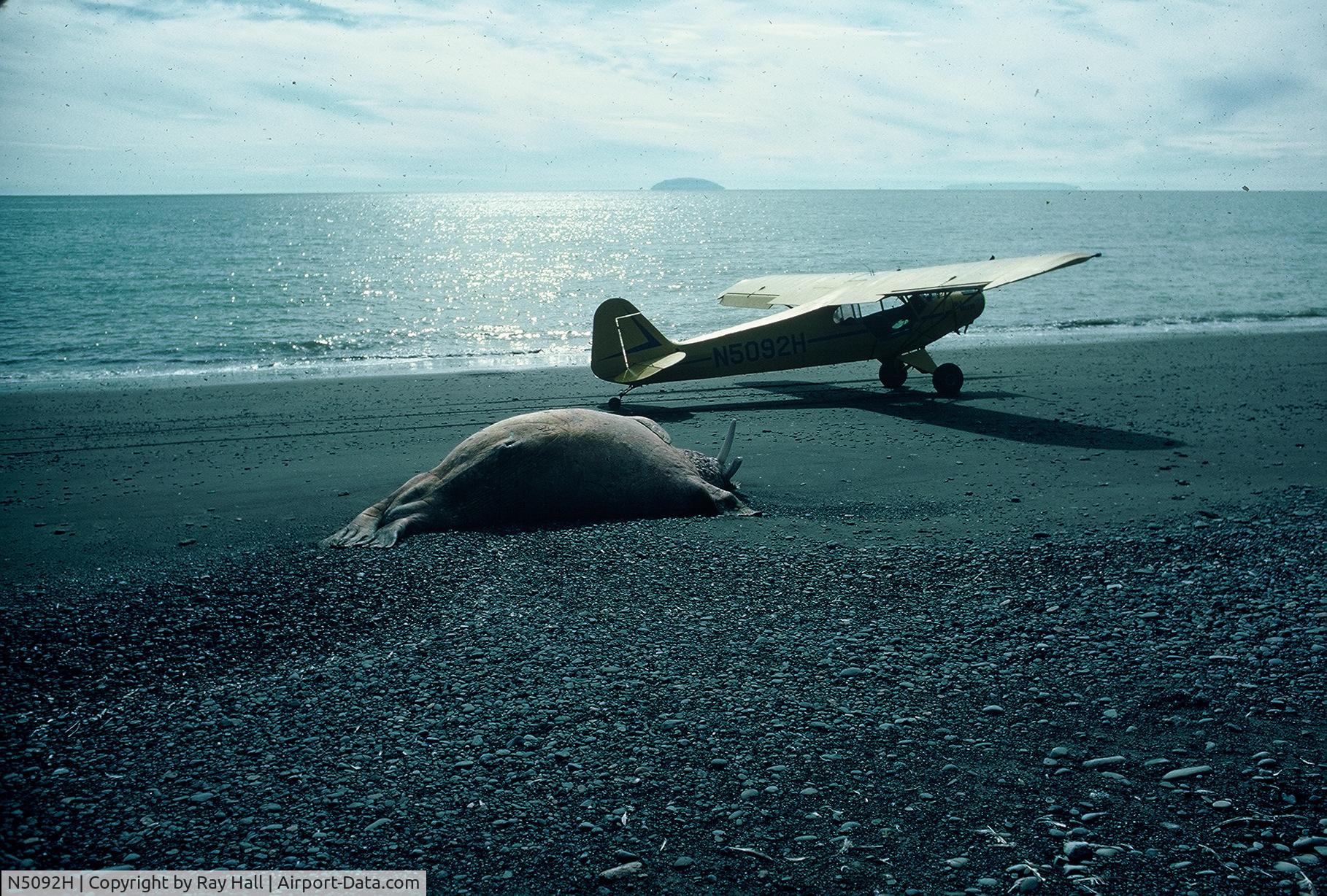 N5092H, 1949 Piper PA-11 Cub Special C/N 11-994, On the beach, Berring Sea