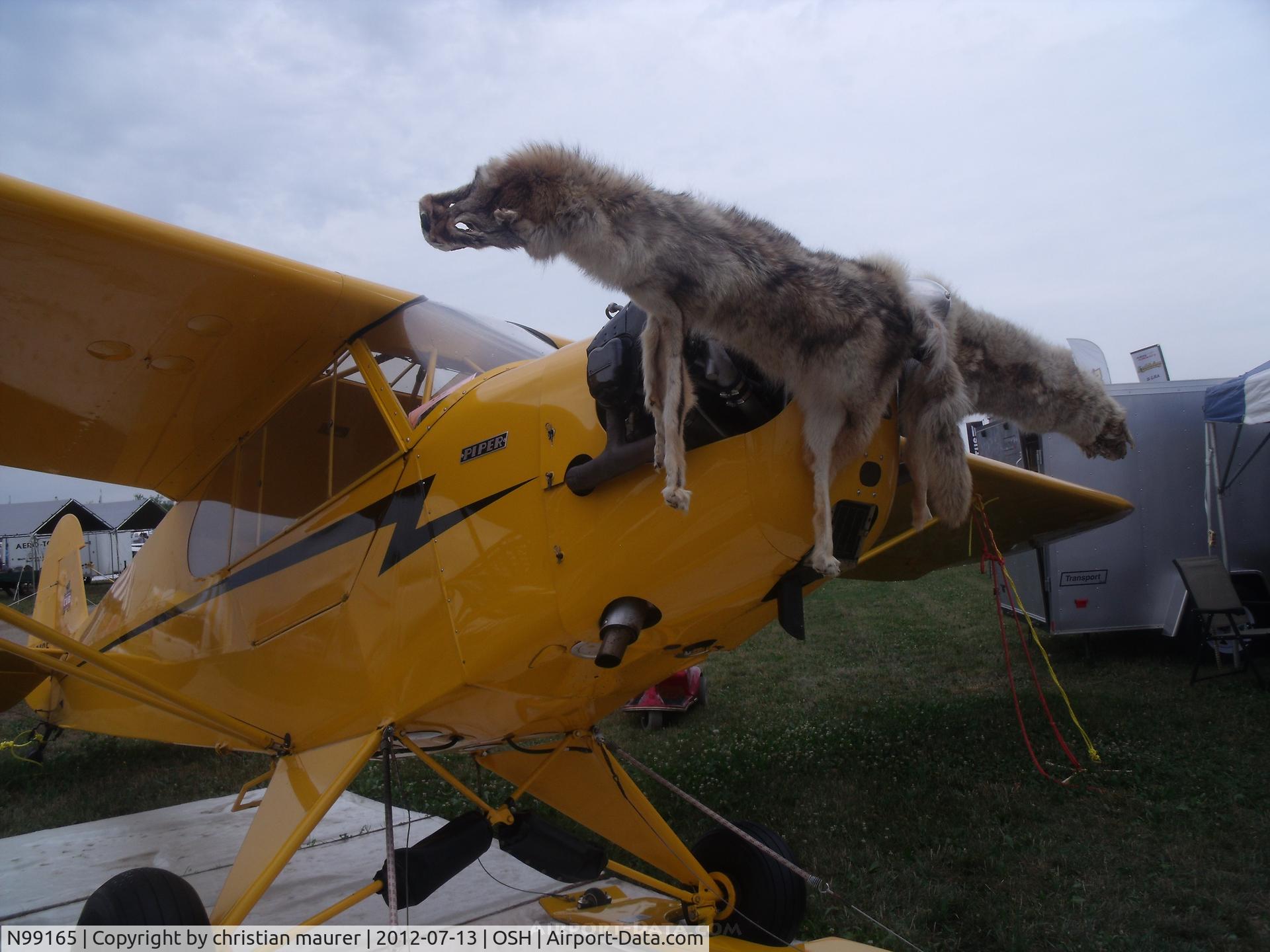 N99165, 1950 Piper J3C-65 Cub Cub C/N 16741, piper cub with a dead animal