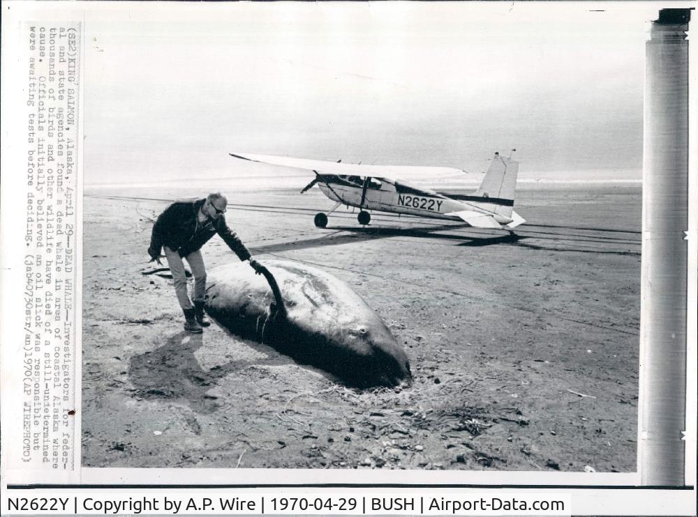 N2622Y, 1962 Cessna 180E C/N 18051122, king salmon beach, Alaska. used for a federal investigation regarding the death of these whales