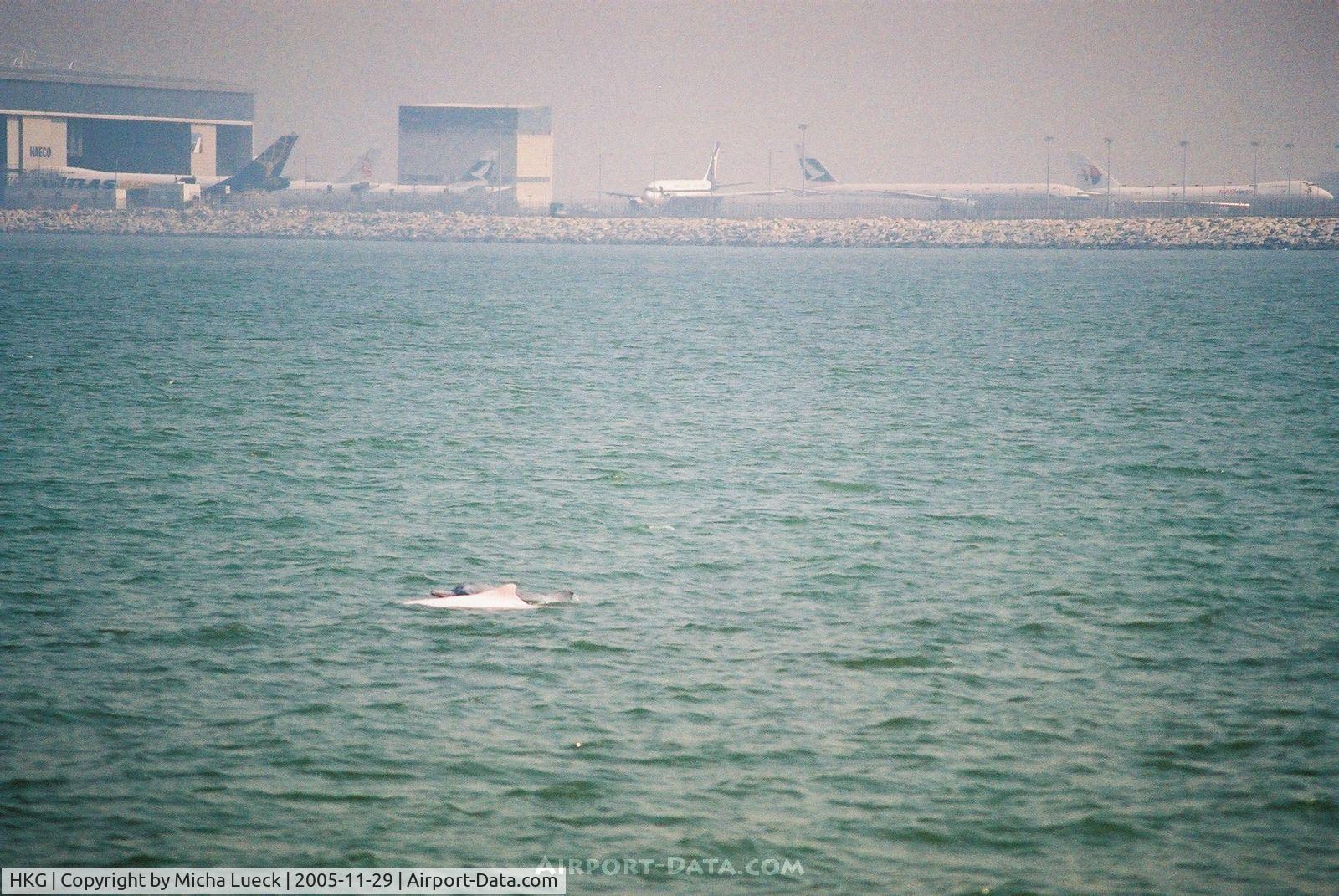 Hong Kong International Airport, Hong Kong Hong Kong (HKG) - The famous pink dolphins close to Hong Kong's new Chep Lap Kok Airport. The reclamation of land for the airport destroyed a large part of the endangered dolphins' habitat
