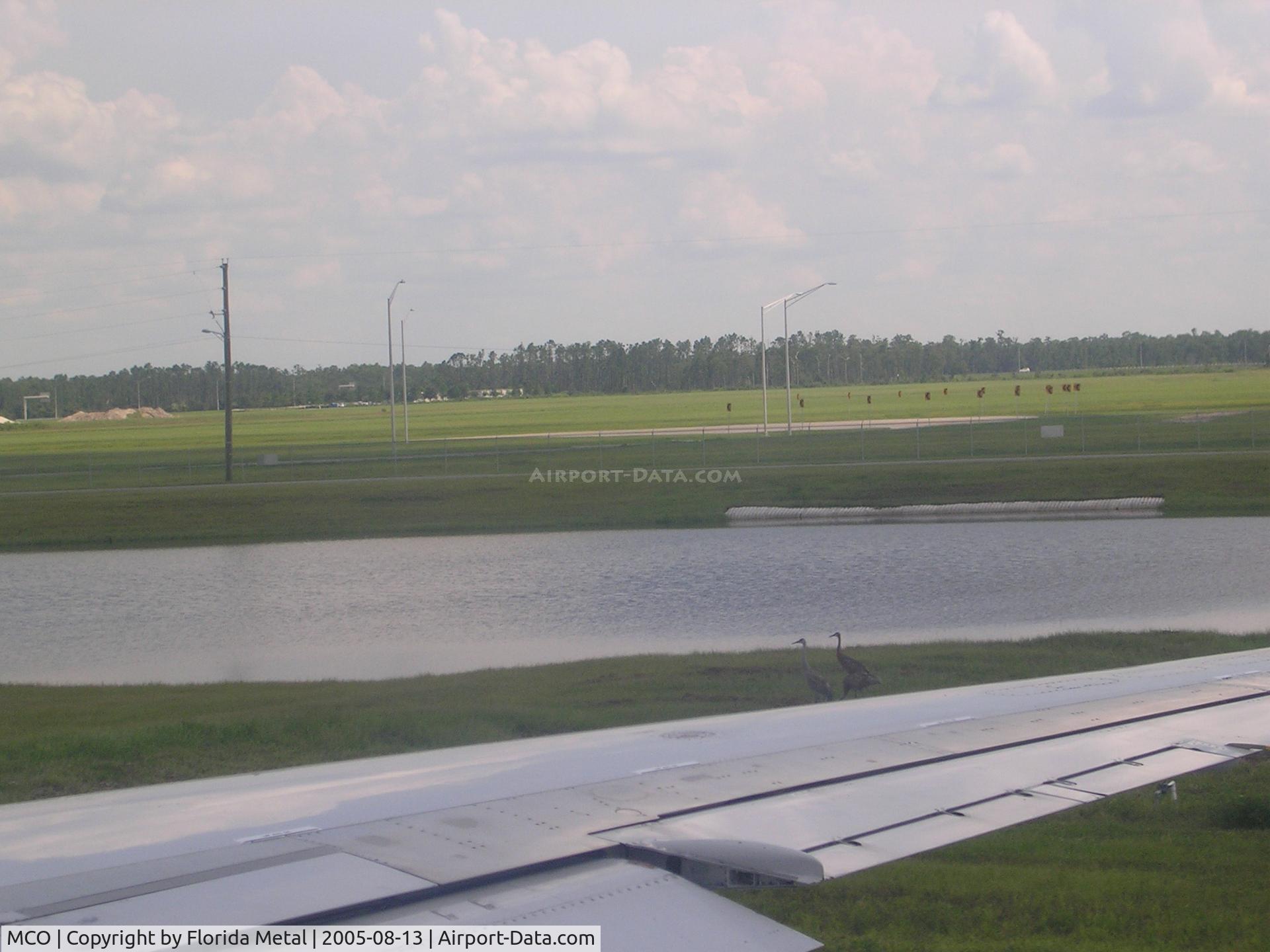 Orlando International Airport (MCO) - Sandhill Cranes at MCO