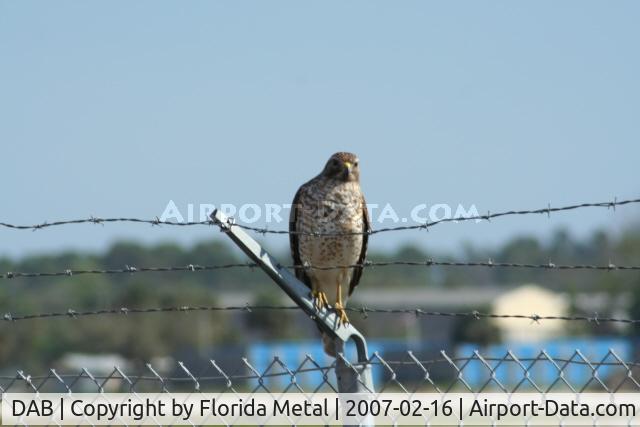 Daytona Beach International Airport, Keeping the airport safe from bird strikes.
