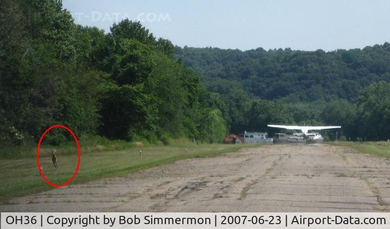 Riverside Airport (OH36) - Looking up runway 3, departing Cessna 172 (N1331Y), and a young deer keeping things interesting.