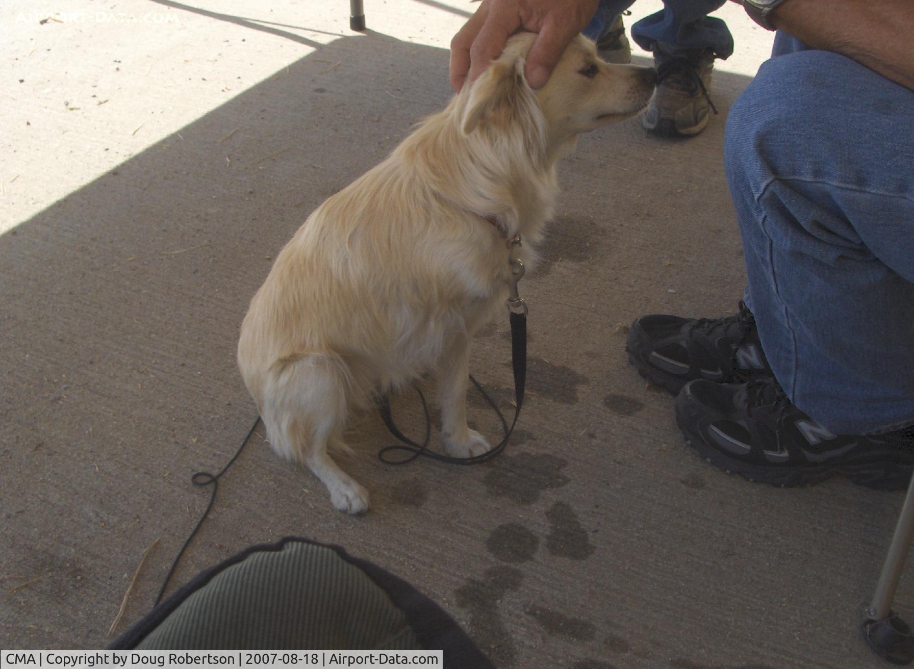 Camarillo Airport (CMA) - Famous, friendly Tri-Gear Hangar Hound of SPORTS PLANES WEST (right foreleg amputee), she still catches rabbits!