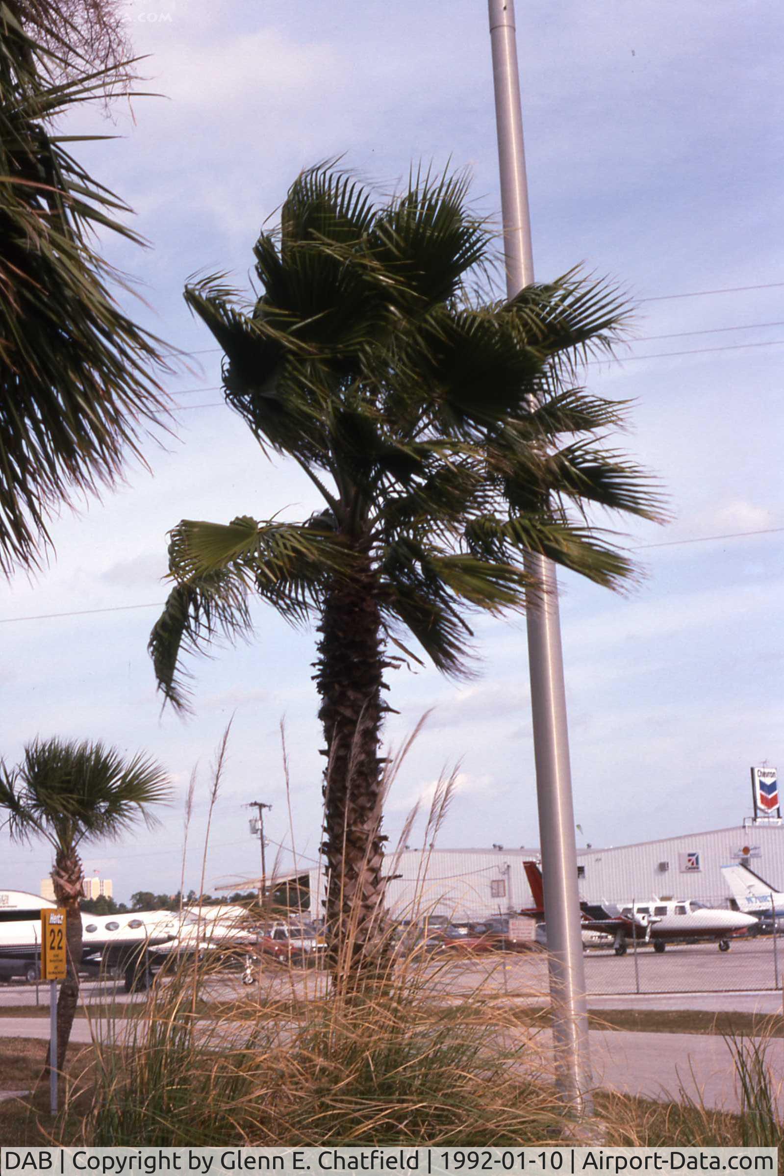 Daytona Beach International Airport (DAB) - Palm trees decorate the perimeter