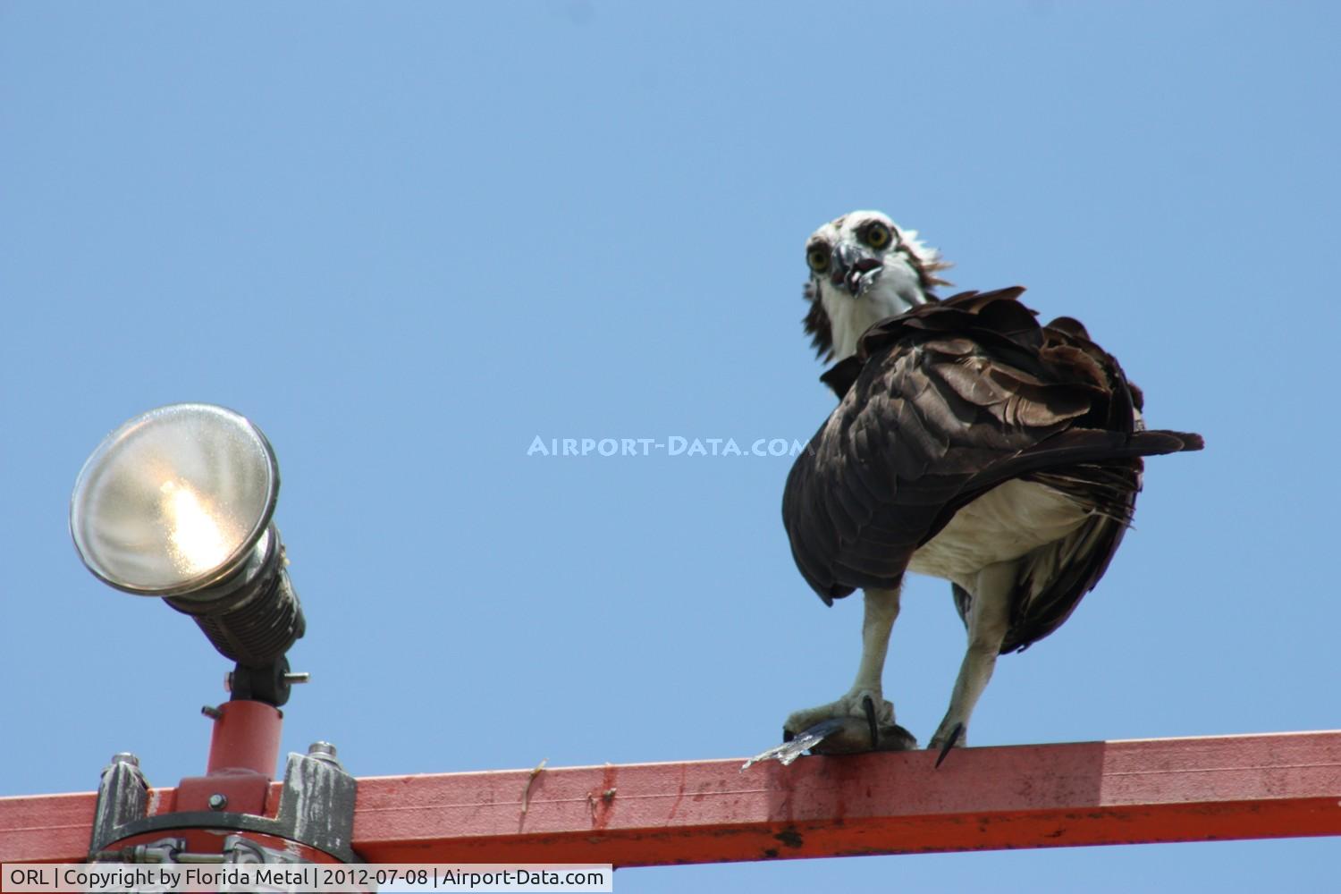 Executive Airport (ORL) - Angry osprey sitting on an approach light bar.