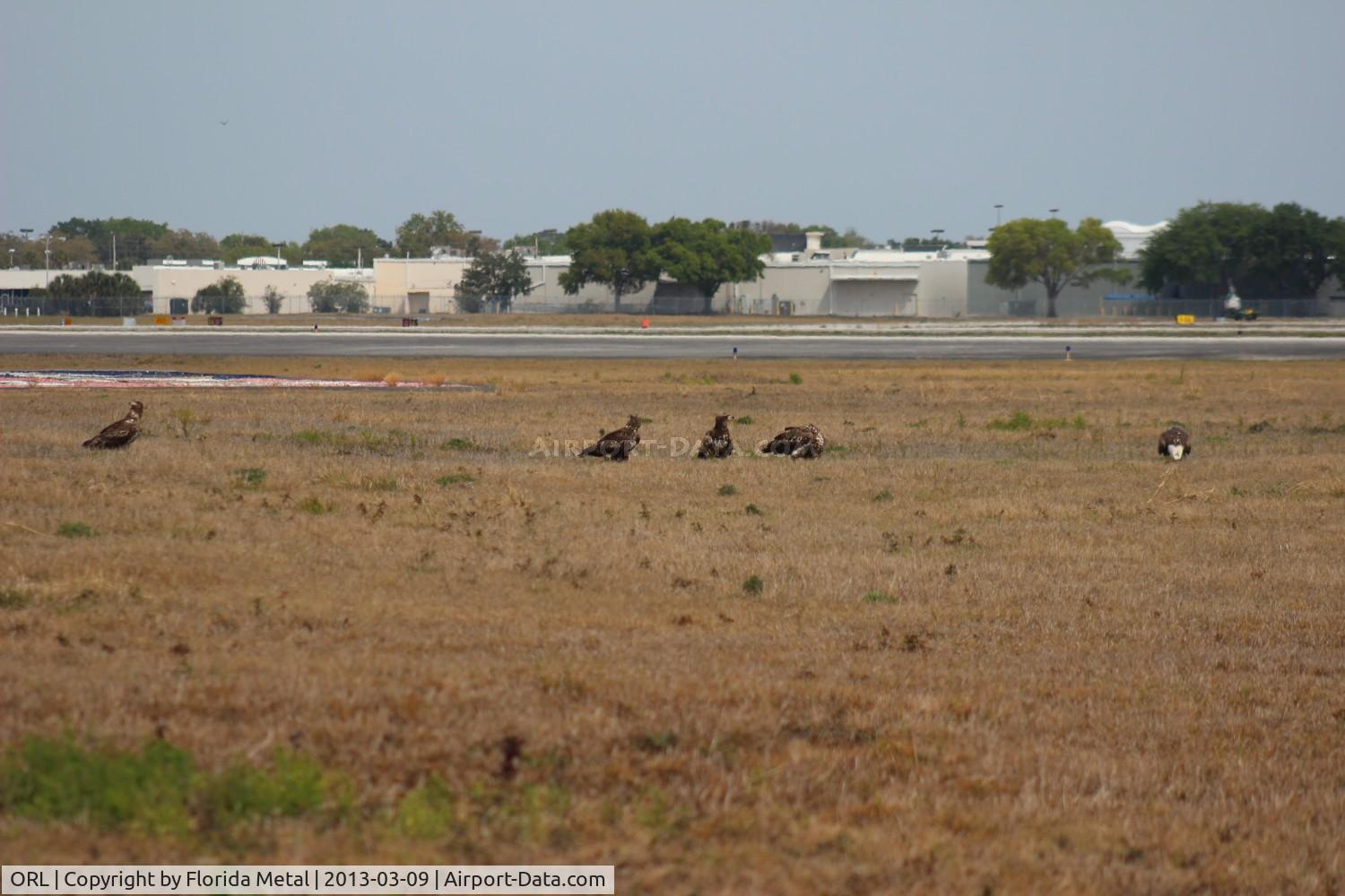 Executive Airport (ORL) - Adult and 4 young eagles on the approach of Runway 7 at Orlando Executive
