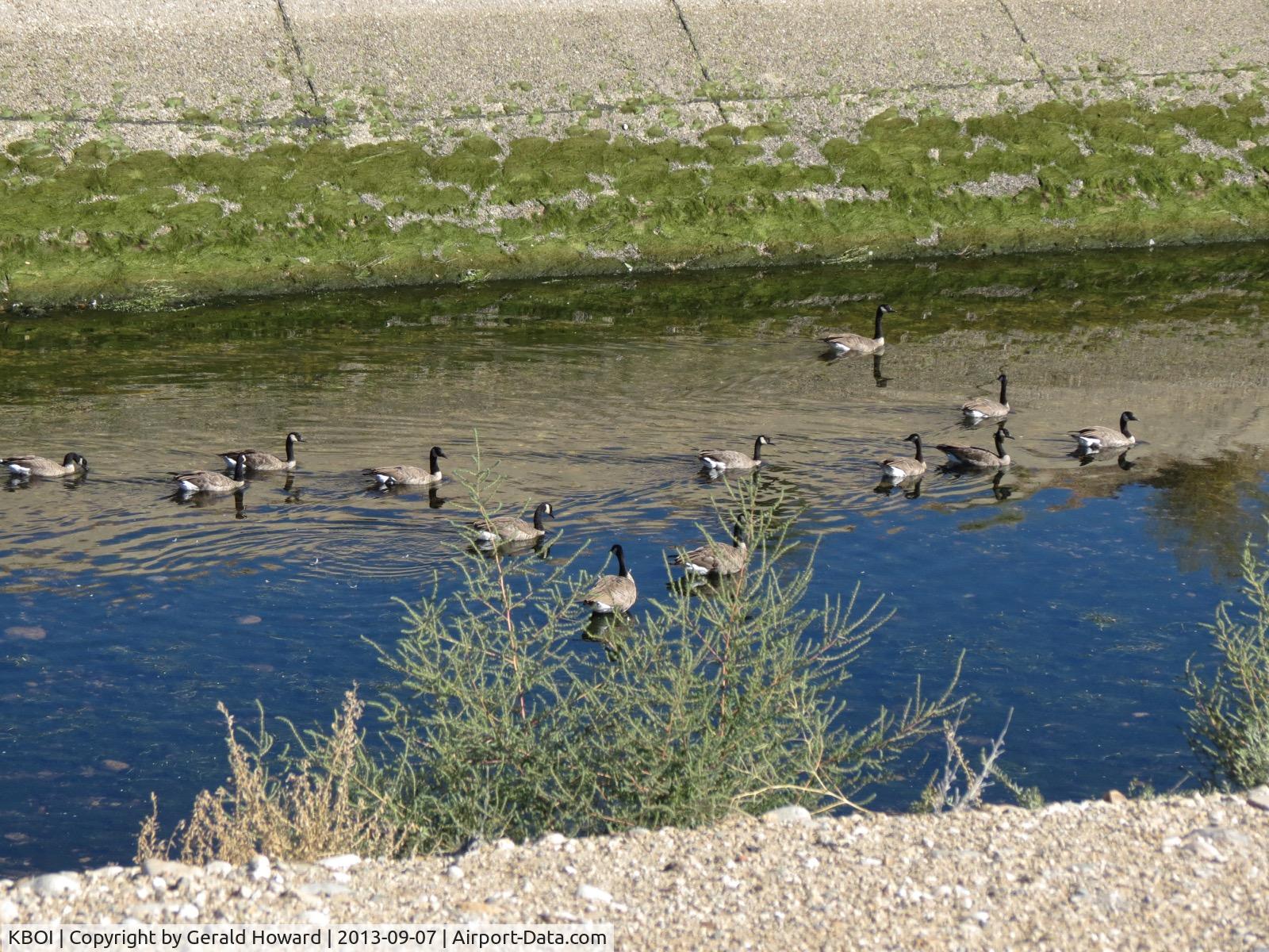 Boise Air Terminal/gowen Fld Airport (BOI) - The geese and their favorite swimming place, the New York Irrigation Canal which runs across the approaches to RWY 10L & 10R.