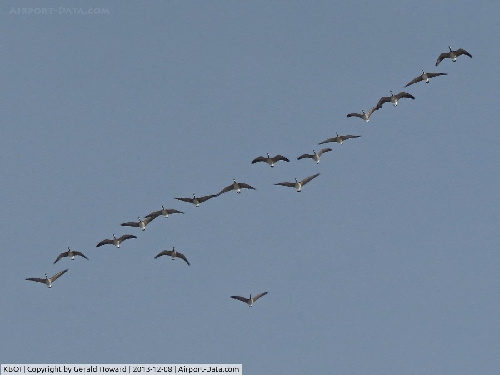 Boise Air Terminal/gowen Fld Airport (BOI) - One of the many daily flights of geese during the fall and winter months. Boise has a large population of geese that winter over in the valley. Normally fly west of the airport.