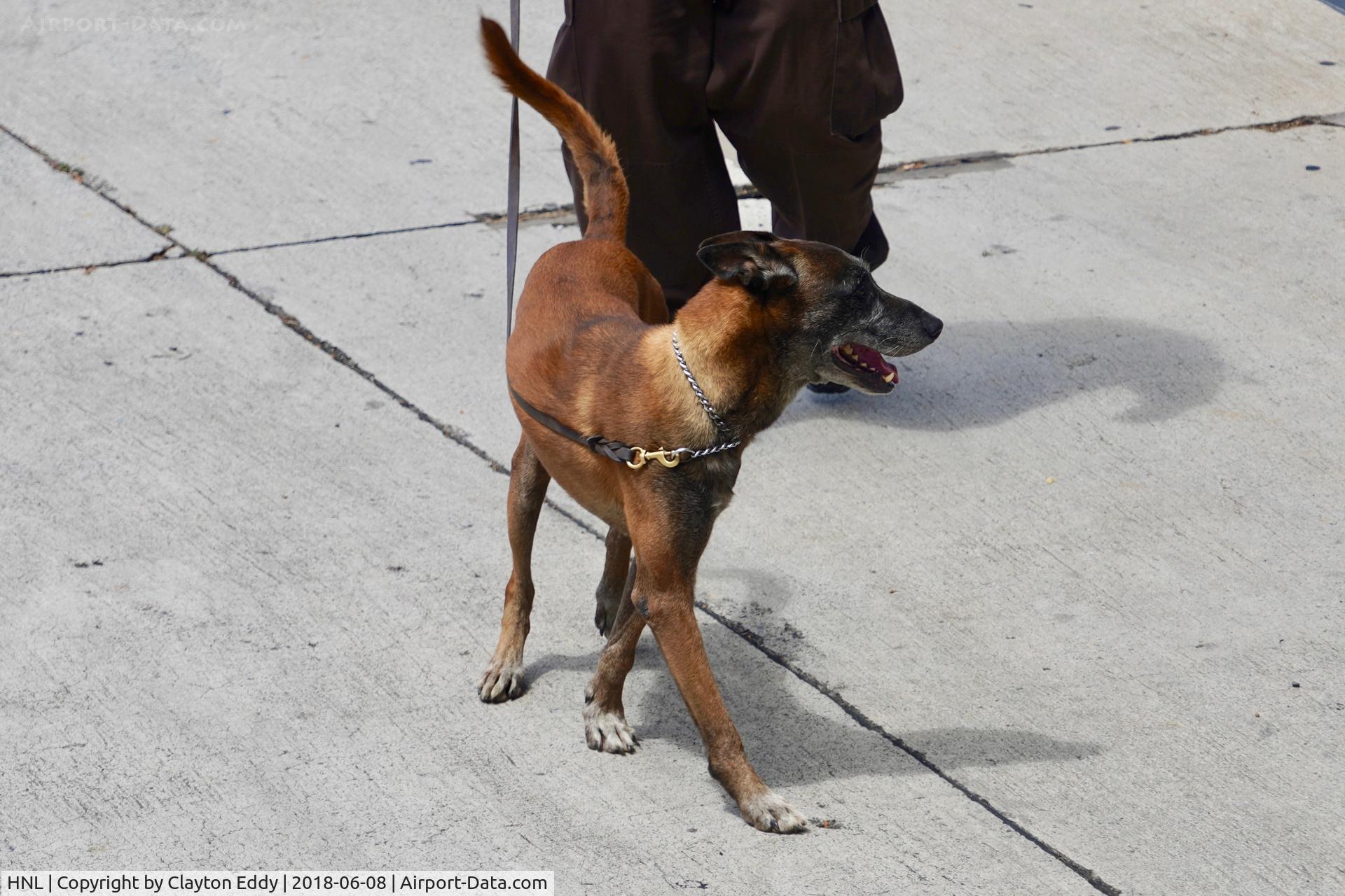 Honolulu International Airport (HNL) - Drug dog at HNL 2018.