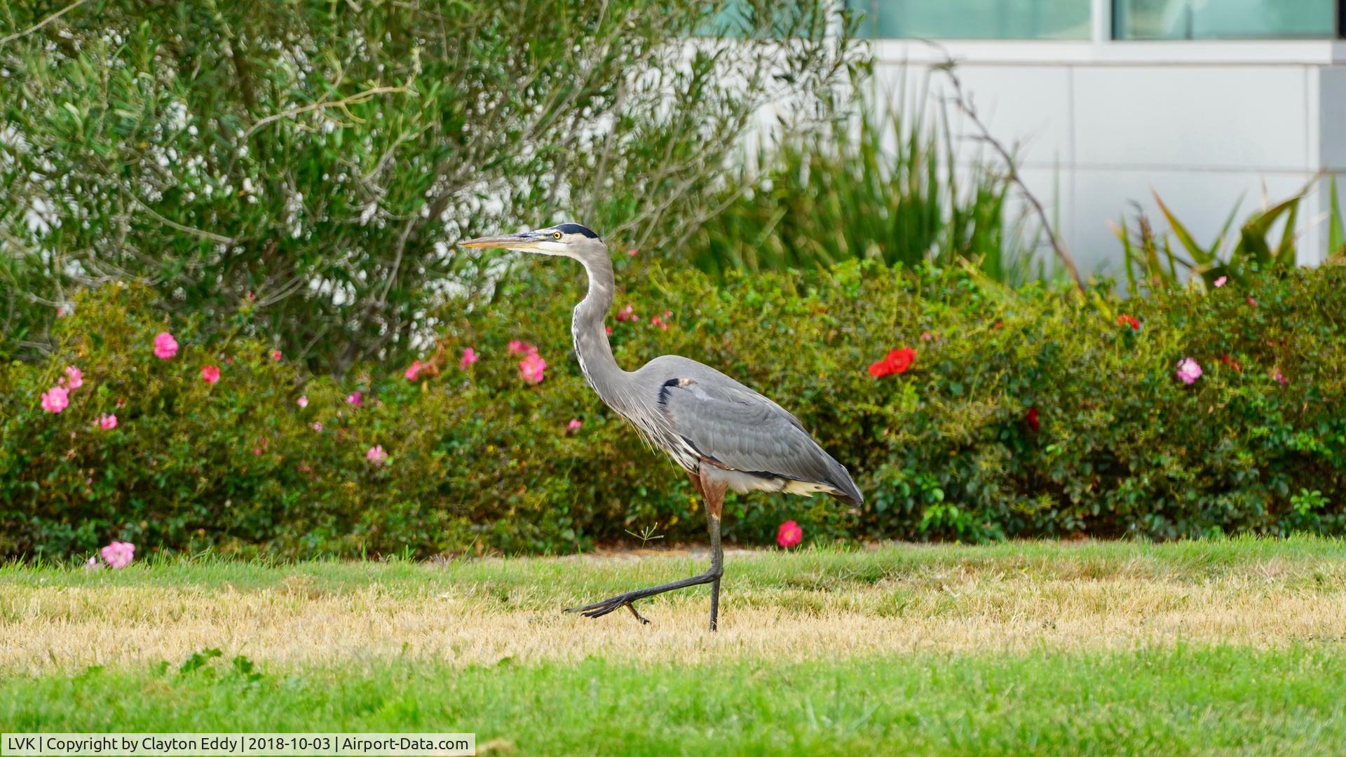 Livermore Municipal Airport (LVK) - Heron on the lawn at Livermore Airport. 2018.